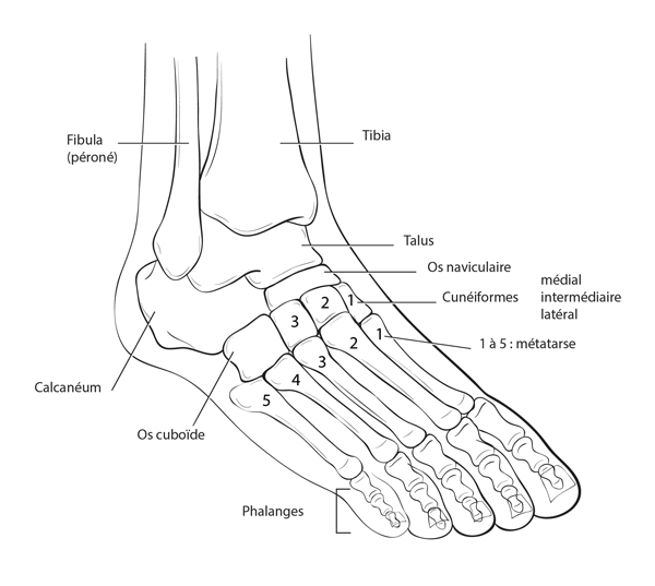 Dr Philippe Loriaut - anatomie du pied