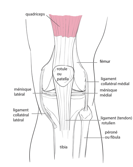 anatomie du genou