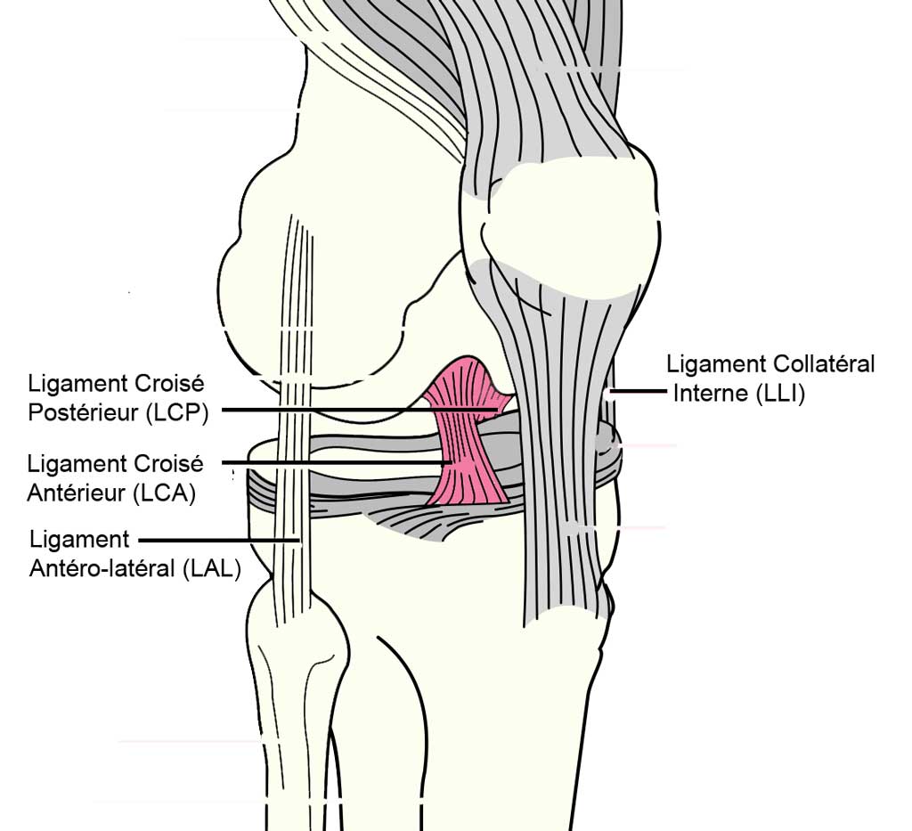 ligaments et tendons du genou