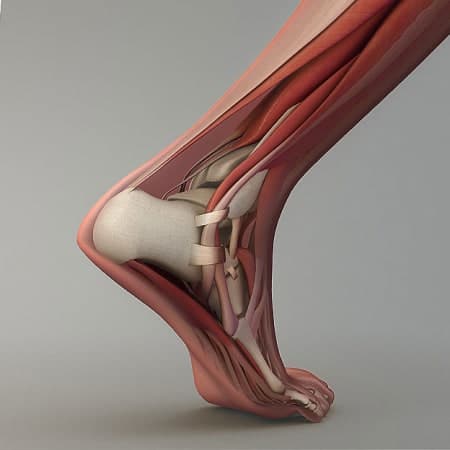 anatomie du pied et de la cheville