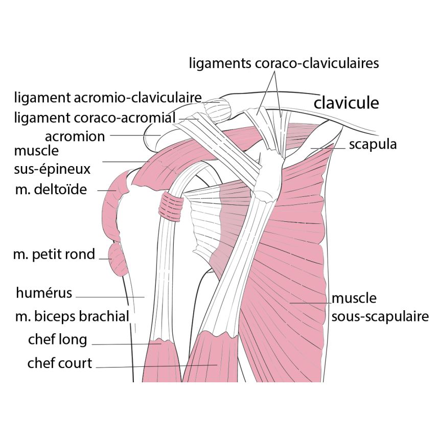 anatomie de l'épaule acromioplastie sous arthroscopie